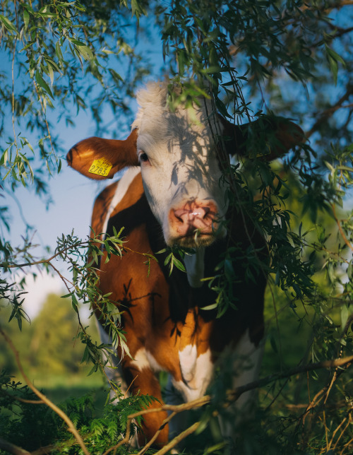 Cows love fallen trees. 