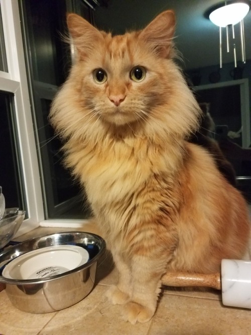 motheatenscarf: Look at my handsome Frisbee floof!