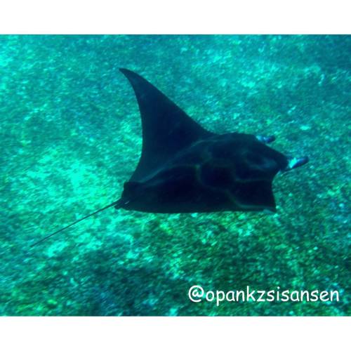 Manta addicted #1  #savemanta #lovemanta #mantapoint #labuanbajo #cndive #komodo #flores #ntt #indon