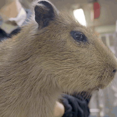 sdzoo:Two tiny new reasons to ❤️ the world’s largest rodent. Buttercup’s latest capybara babies were