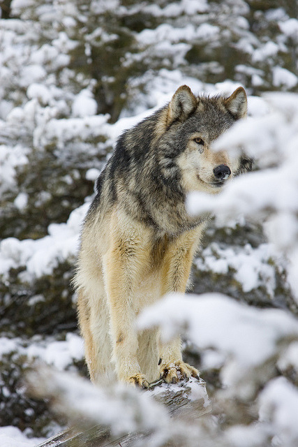 sisterofthewolves:  Picture by Samuel Maglione