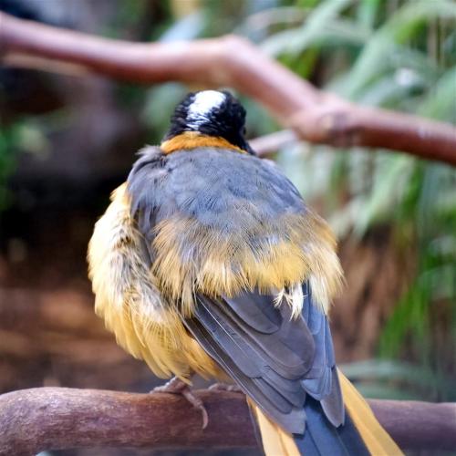 Snowy Crowned Robin Chat.