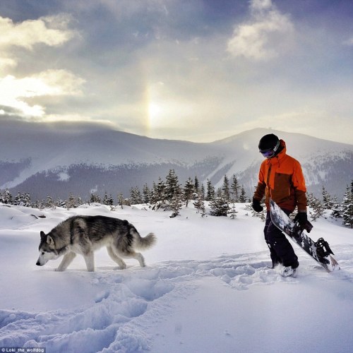 asylum-art-2:  Man takes his dogs on an amazing photographic journey   Breakin’ Hearts,  Facebook,  Instagram Loki  is a wolfdog — husky, arctic wolf, malamute mix — who lives in Colorado  with his owner, Kelly Lund. From hanging out in a backpacking