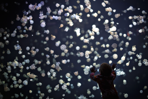 nubbsgalore:photos by andy clark from the vancouver aquarium. the tank contains around 2,000 spotted