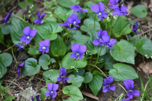 thetwilightgarden:violets by Molly Deanwww.mollydean.com/TwilightGarden.html