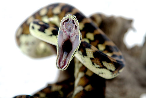 pythox:  Yawning snakes. It’s like they’re trying so hard to look scary/badass and yet i can’t help but finding them just super-adorable. 