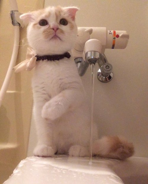 chouboy:  give him water ! 