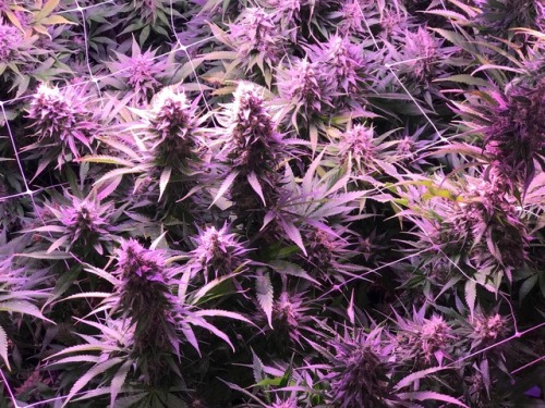 marzland: Top Colas