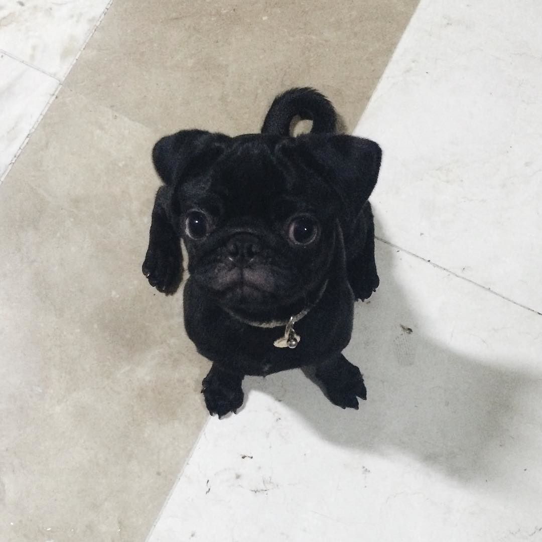 ihugpugs:  Dog Lover Shirts: http://bit.ly/1sIvs6I  Awww