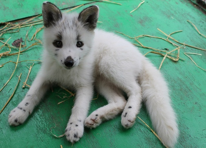 cute-animals-only:  Fox named “Весна” - Spring in Russian ;-) 