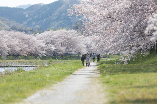 caraphoto: supernova 埼玉県 こだま千本桜    Canon EOS 5D MarkIV [EF70-200mm F2.8L IS II USM]