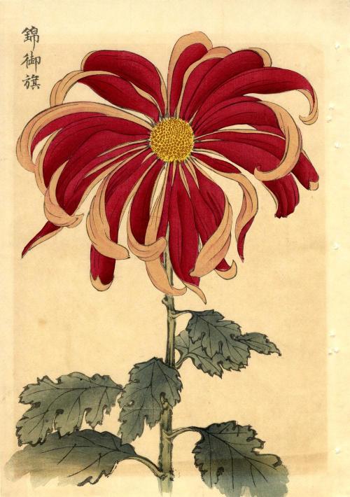nobrashfestivity:  Keika Hasegawa, Chrysanthemums, adult photos