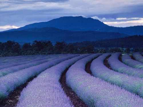 le-entracte: Purple tints land and sky as night falls over lavender fields at Tasmania’s famed Bride
