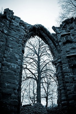 spgent:  tree arch of St. John’s 