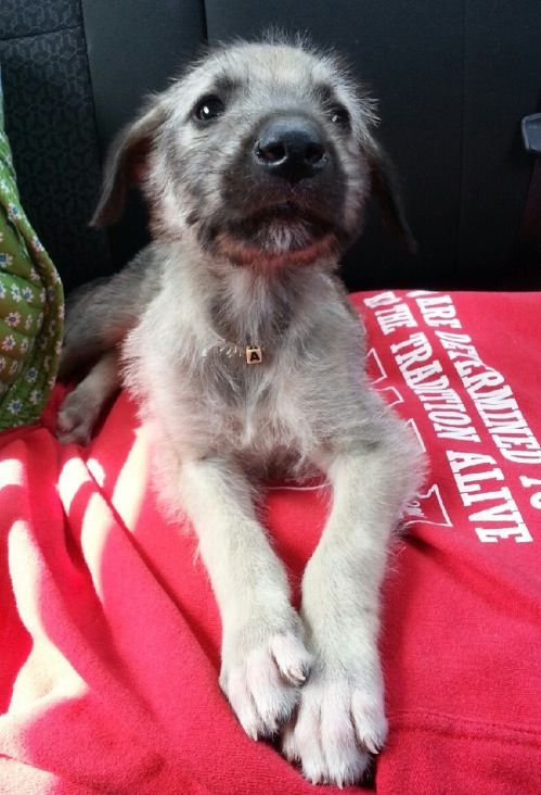 sameatschildren:  thecutestofthecute:  Irish Wolfhounds are also known as gentle