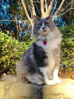 awwww-cute:  My aunt’s cat is a bit annoyed