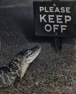 semioticapocalypse:  A baby alligator appears to read a sign while taking a last look around the Bronx Zoo before being shipped to his new home at the Biblical Zoo in Jerusalem. 1954.  [::SemAp::]