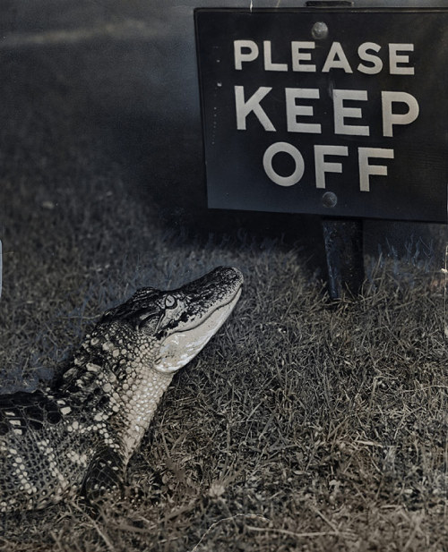 semioticapocalypse:  A baby alligator appears adult photos