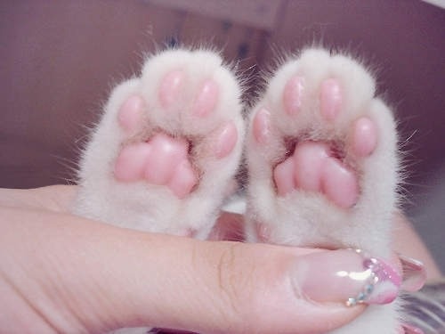 floozys:  be like cat paws  very nice, very soft, very squishy,  but when threatened?