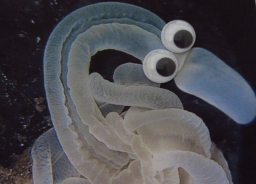 tastefullyoffensive:  Deep Sea Animals With Googly Eyes [original images via wordss]Previously: Book Covers With Googly Eyes 