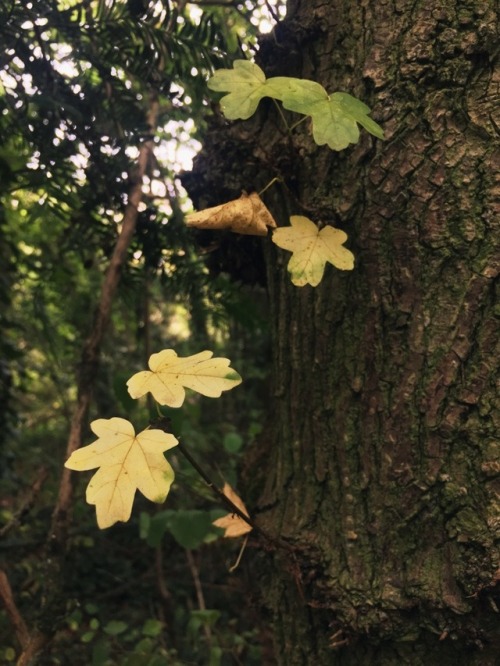 inkgia: Today sucked but the woods always calms me down