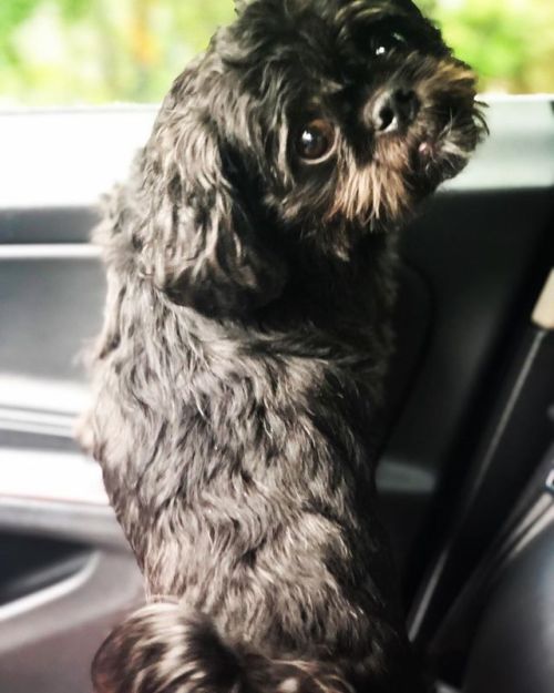 <p>Hello. I’m Lester. I’m back in your feed, ready to slay. #lookbackatit #shihtzusofinstagram #justvisiting  (at Fiddlestar)<br/>
<a href="https://www.instagram.com/p/B1mvy3pBgWL/?igshid=wge4361crk0b">https://www.instagram.com/p/B1mvy3pBgWL/?igshid=wge4361crk0b</a></p>