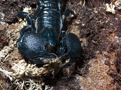 A few pictures capturing how a scorpion eats. A lot of people don’t realize they have two ‘arms’ tha