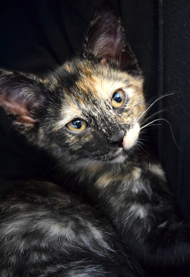 ladyshinga:  ladyshinga:  Guys it’s hard to take photos of a happy energetic little