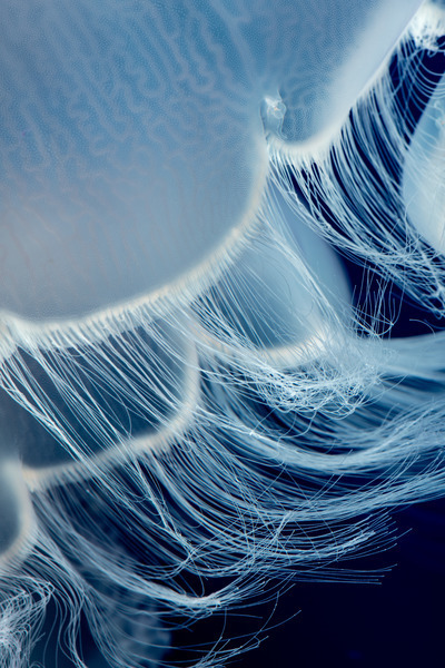Closeup of the white translucent moon jelly highlights its delicate frilly tentacles against a dark broody background