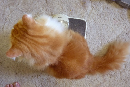 backtobass:  WHAT DO YOU MEAN I WEIGH FOUR KILOGRAMS????*HMPF!*
