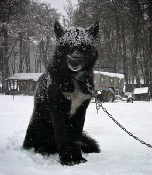 sixpenceee: This is a Czechoslovakian wolfdog.