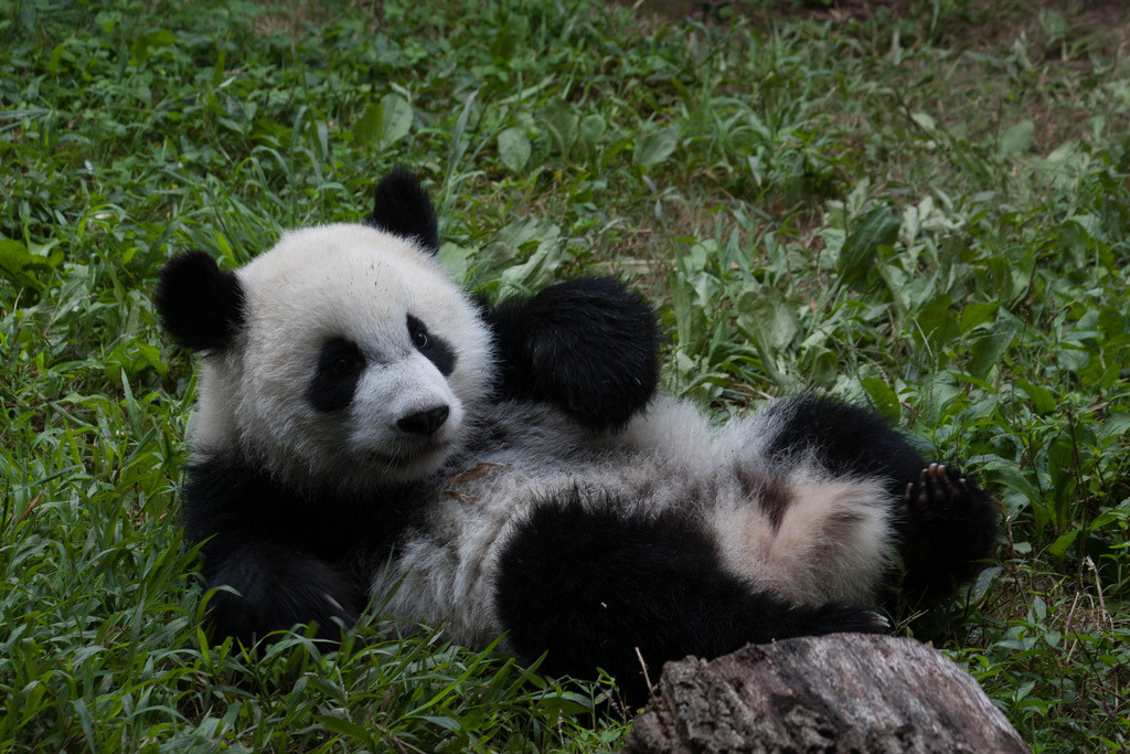 giantpandaphotos:  Xi Lan at Zoo Atlanta, Georgia, on September 7, 2009. © Fred