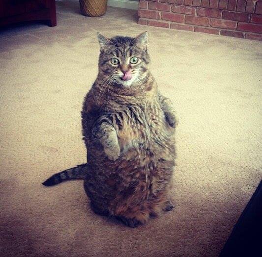 awwww-cute:  Big Meow