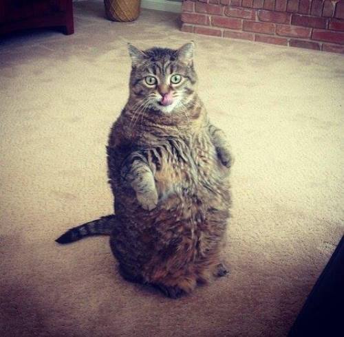 awwww-cute:  Big Meow