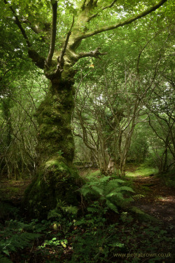 mydododied:In the green wood