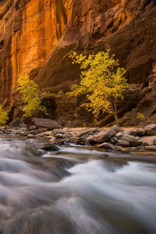 photorator:  Fall Cottonwood Trees in the Virgin River Narrows 