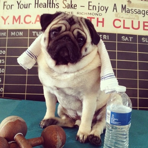 My Pug Obsession