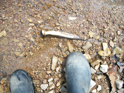 Few more creek bones! Mostly deer leg bones, raccoon jaws & half of a pelvis, dog or coyote toot