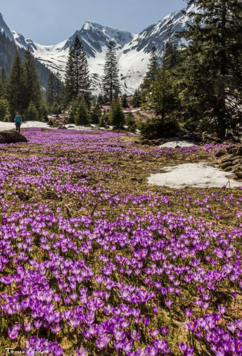 Spring in Fagaras Mountains / Romania (by Comsa Bogdan).