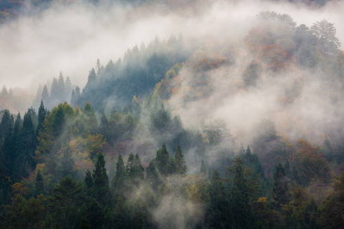 banshy:  Morning Mist // Joao Maia 