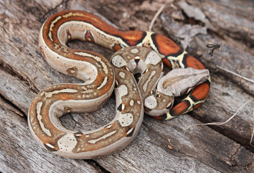 Something Different - Aby possible het super stripe (Boa imperator)