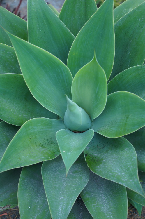 flora-file: Agave attenuata (by flora-file)