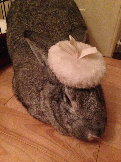 bunny puff is not amused