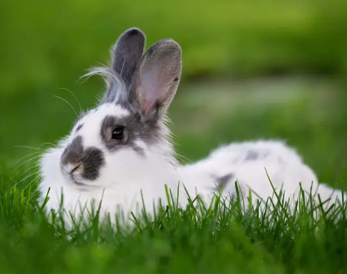 You Have Been Visited By The No Pressure Bunny
