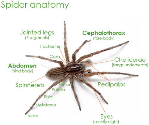 stuckinabucket:
“Let’s talk about spider anatomy, shall we? You probably remember from high school biology that they’ve got eight legs, eight eyes, two body segments, and are horrible. This is all true. Mostly. (The little monsters from yesterday...