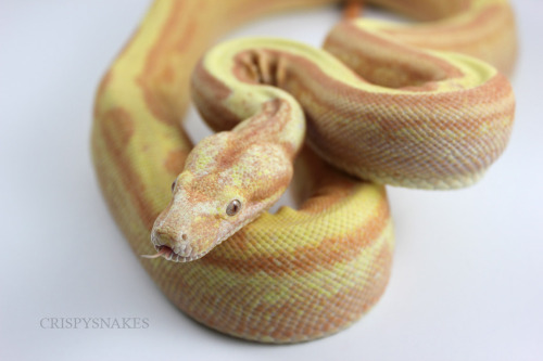 crispysnakes:Unnamed - Sunglow motleybesque (boa imeprator) Photos in the light tent, daylight doe