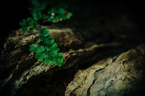 90377: Small leafy vine plant hanging over tree trunk by craiglkirk on Flickr.