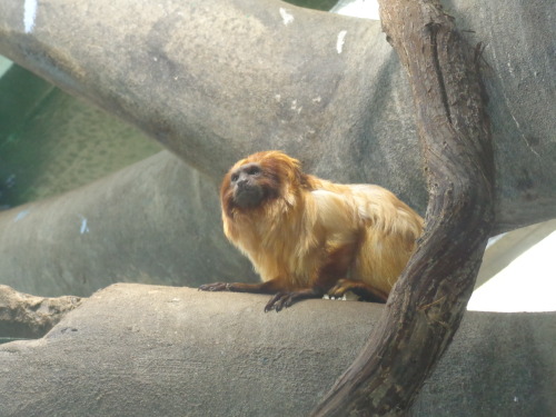 Golden lion tamarin at the Smithsonian National Zoo in Washington D.C.