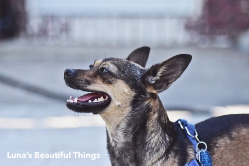 handsomedogs:This is Leia. My min-pin/chihuahua mix and she is every bit as sassy as the character s