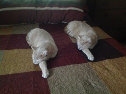 surprisebitch:  bettsplendens:  coolcatgroup:  awwww-cute: My mom’s cats, they’re brothers  Synchronized catting   This is called mirroring. Cats do this with each other (and humans!) as a way of being social.    Copycats 